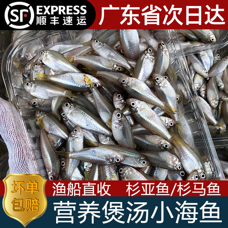 杉亚鱼杉马鱼新鲜冷冻潮汕海鲜水产生鲜煲汤小海鱼三哑鱼衫马鱼