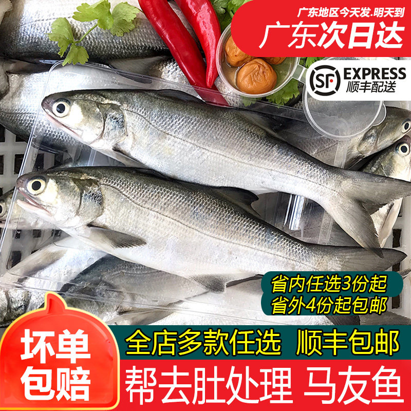 午笋马友鱼2条一斤帮去肚处理