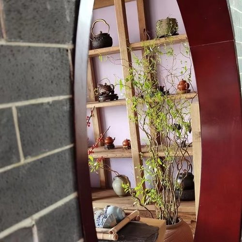 龙柳水培新手20天生根发芽鲜枝