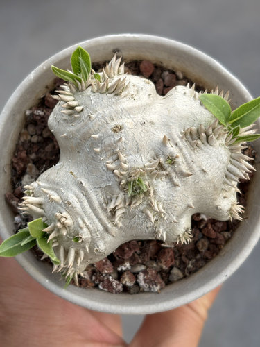 惠比须笑实生黄花惠比须笑块根植物一物一拍 阳台多肉盆栽绿植