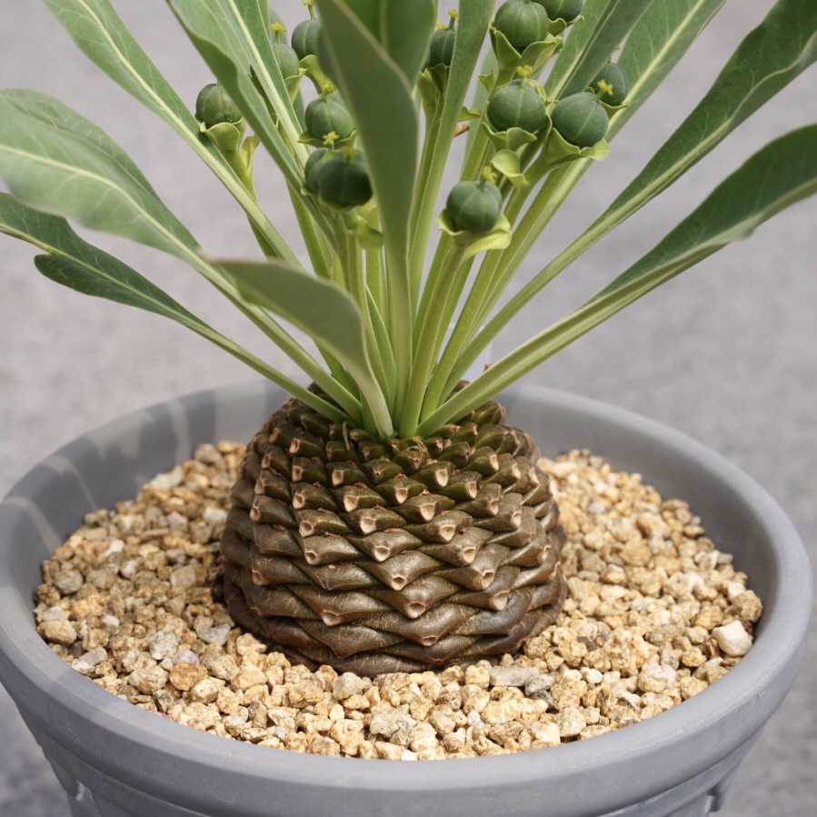 铁甲丸稀有块根大戟科多肉植物 阳台盆栽趣味植物苏西的花园