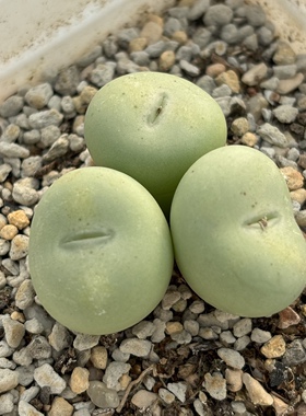 肉锥哈默种源conophytum globsum loerkop 苏西的花园