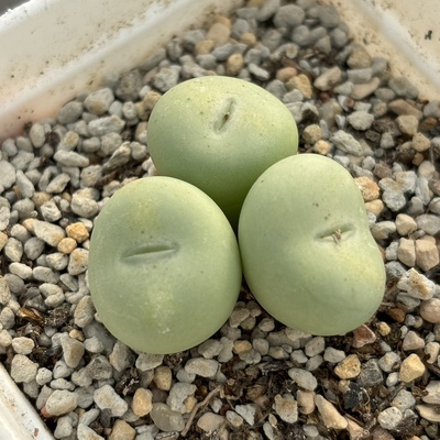 肉锥哈默种源conophytum globsum loerkop 苏西的花园