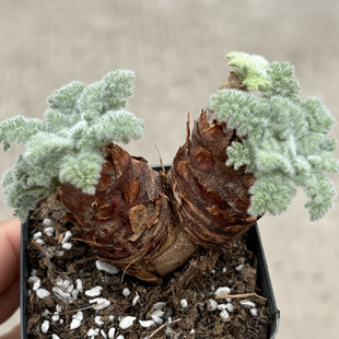 多肉植物羽叶洋葵块根多肉阳台盆栽一物一拍