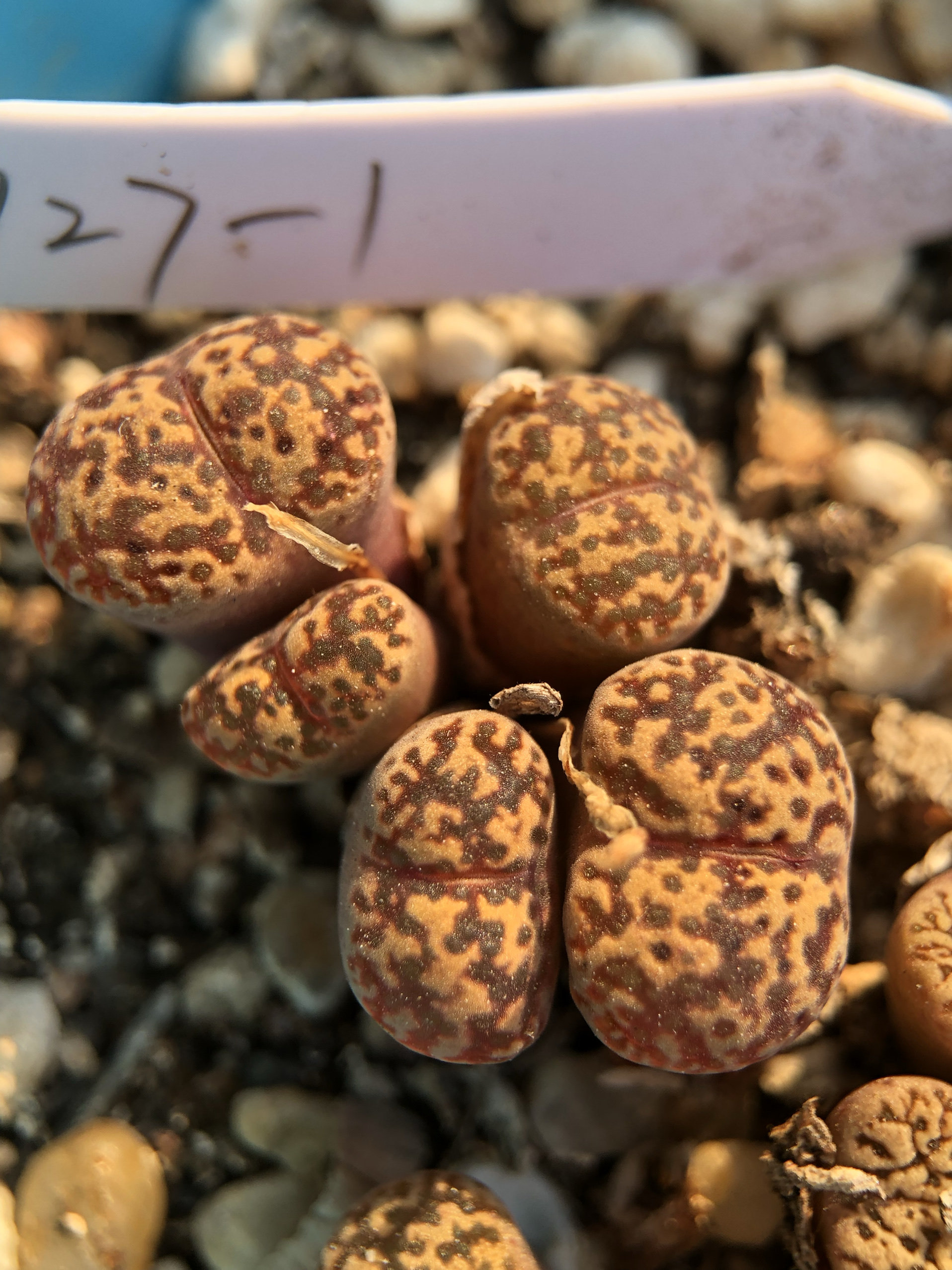 842一物一拍2017年播种7年生 番杏科肉锥阳台盆栽