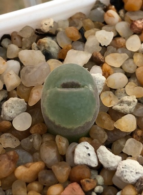 肉锥安格尼斯之眼风铃lydiae steeneberg aggenys 一物一拍