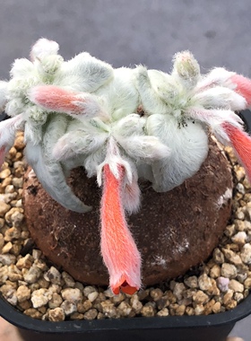 断崖女王 球根多肉植物可一物一拍 苏西的花园阳台盆栽迷你奇趣