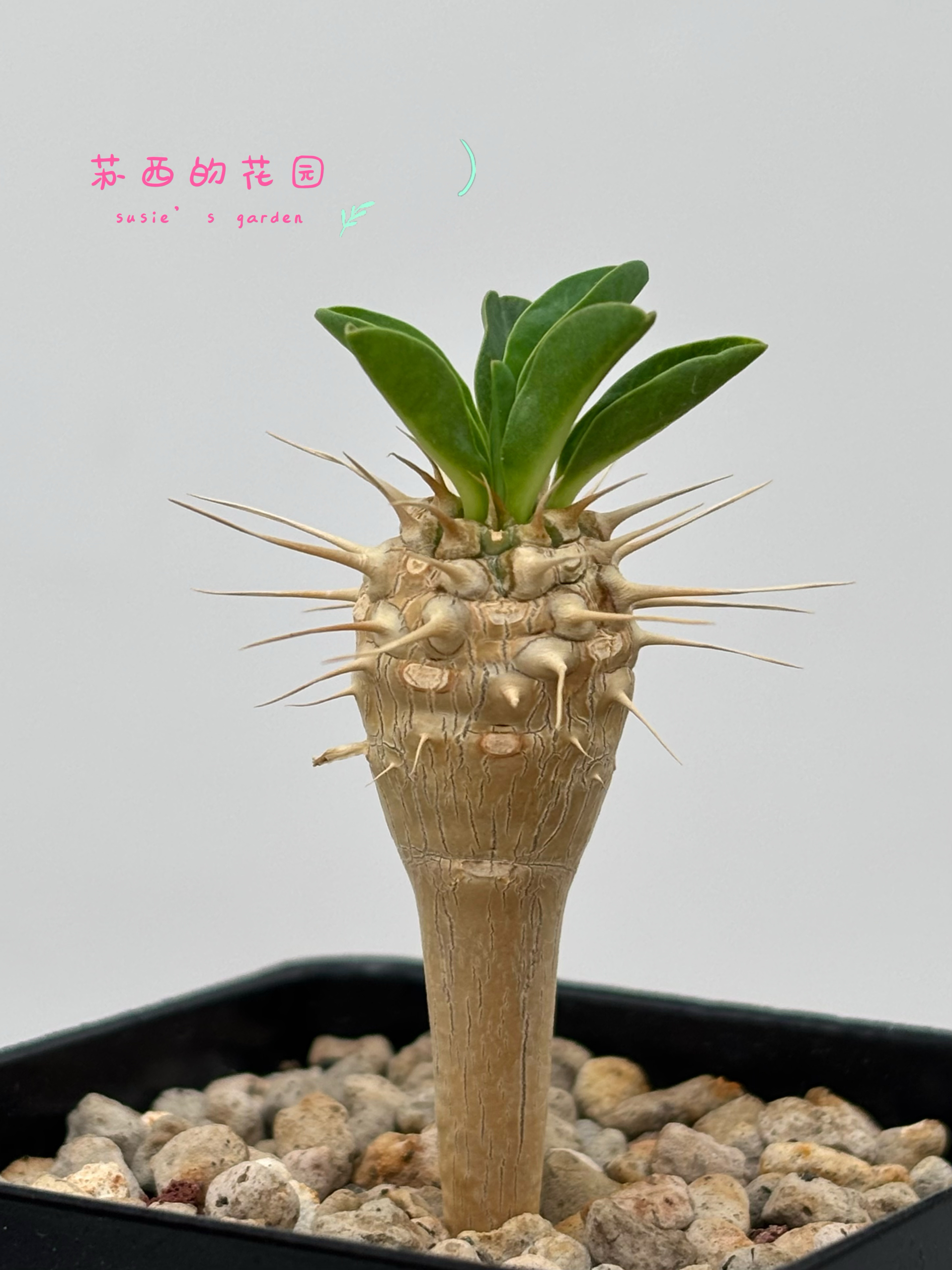 鬼切阁鬼泣阁Euphorbia guillauminiana鬼栖阁潮流块根植物多肉