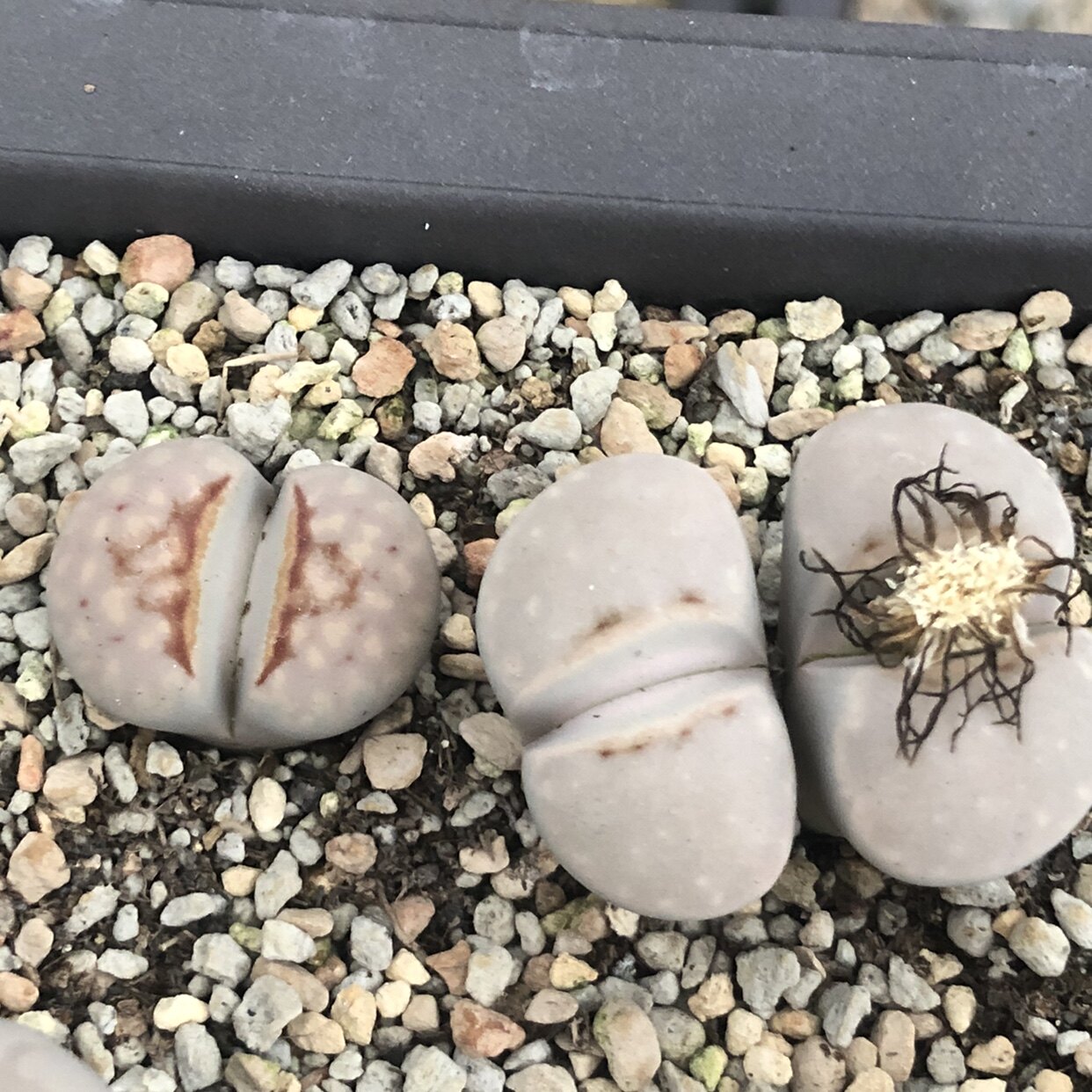 热唇生石花大年份一物一拍两棵 苏西的花园阳台盆栽