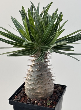 象牙宫潮流块根Pachypodium rosulatum var. gracilius 实生好养