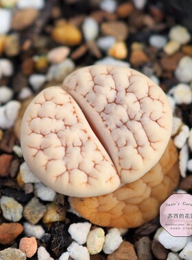 荒玉C189 特选母本c189荒 选拔后代 一物一拍  苏西的花园