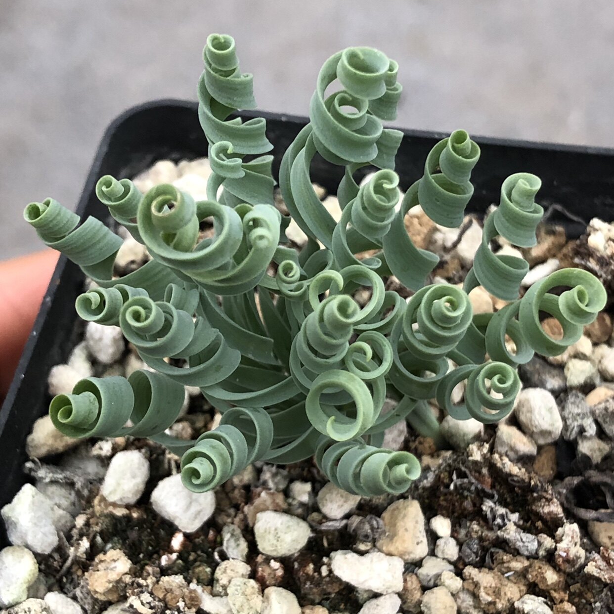 特选宽叶贵妃弹簧草o属极卷小叶型 albuca concordiana苏西的花园