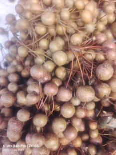 300克一份豆梨 鸟糖梨 野梨 鹿梨 鸟梨自然晒干