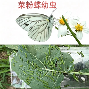 菜粉蝶幼虫幼虫好养活幼虫吃菜叶子花菜叶子卷心菜油菜叶子小青菜