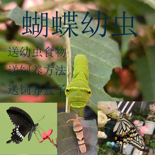 柑橘凤蝶卵蝴蝶幼虫食物蝴蝶蛹笼活体宠物蝴蝶饲养套餐蚕宝毛毛虫