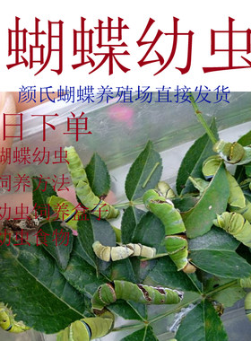 蝴蝶幼虫柑橘凤蝶幼虫蝴蝶卵食物