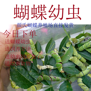 蝴蝶幼虫活体学生观察饲养盒送饲料包邮可孵化成蝶蝴蝶卵蝴蝶蛹