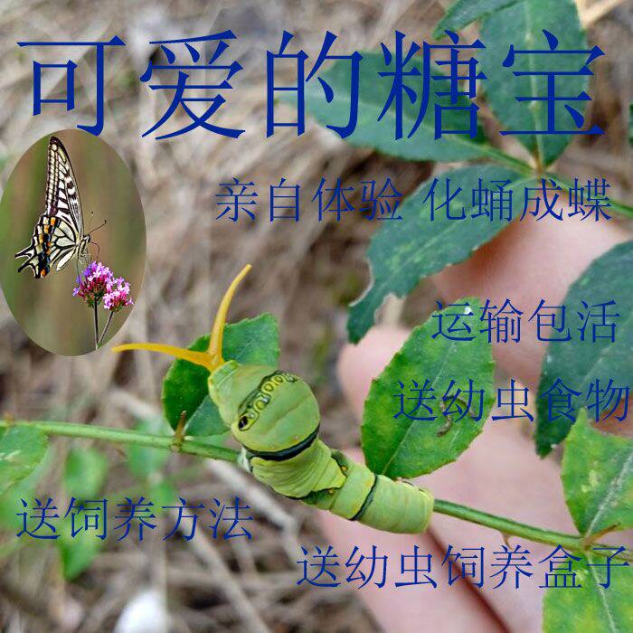 蝴蝶幼虫柑橘凤蝶幼虫糖宝毛毛虫蚕宝宝蝴蝶蛹活体蝴蝶活体蝴蝶蛹