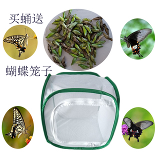 蝴蝶蛹幼虫活体宠物昆虫教学标本柑橘凤蝶蛹活体蝴蝶茧成蝶越冬蛹