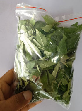 花椒叶子花椒叶子幼虫食物