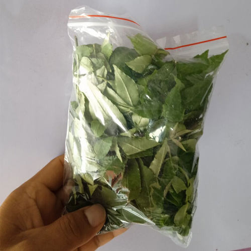 花椒叶子花椒叶子幼虫食物