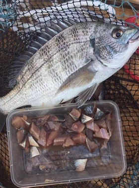 温鱼饵 姑鱼饵 鱼肥钓饵 海钓海鱼饵  秘制沙丁鱼科钓饵鲷类