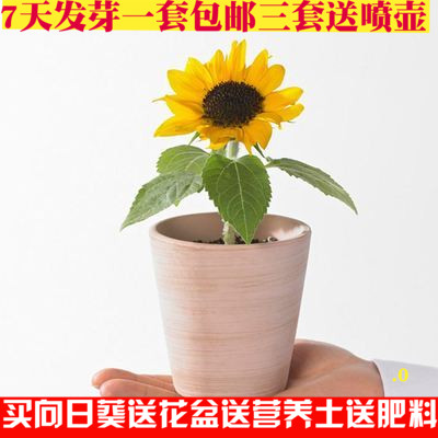 矮向日葵太陽花種子套餐室內花卉陽臺種植觀賞辦公桌盆栽盆栽植物