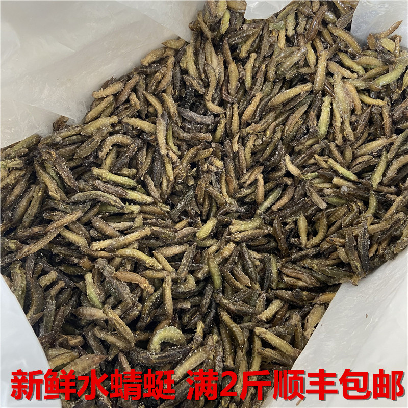 野生水蜻蜓云南特产水蝎子下巴虫幼虫新鲜速冻烧烤餐厅500g包邮