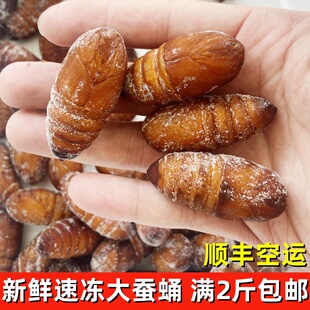 大蚕蛹鲜新速冻冰冻云南特产蝉桑金丝蛹500g装满3斤顺丰包邮
