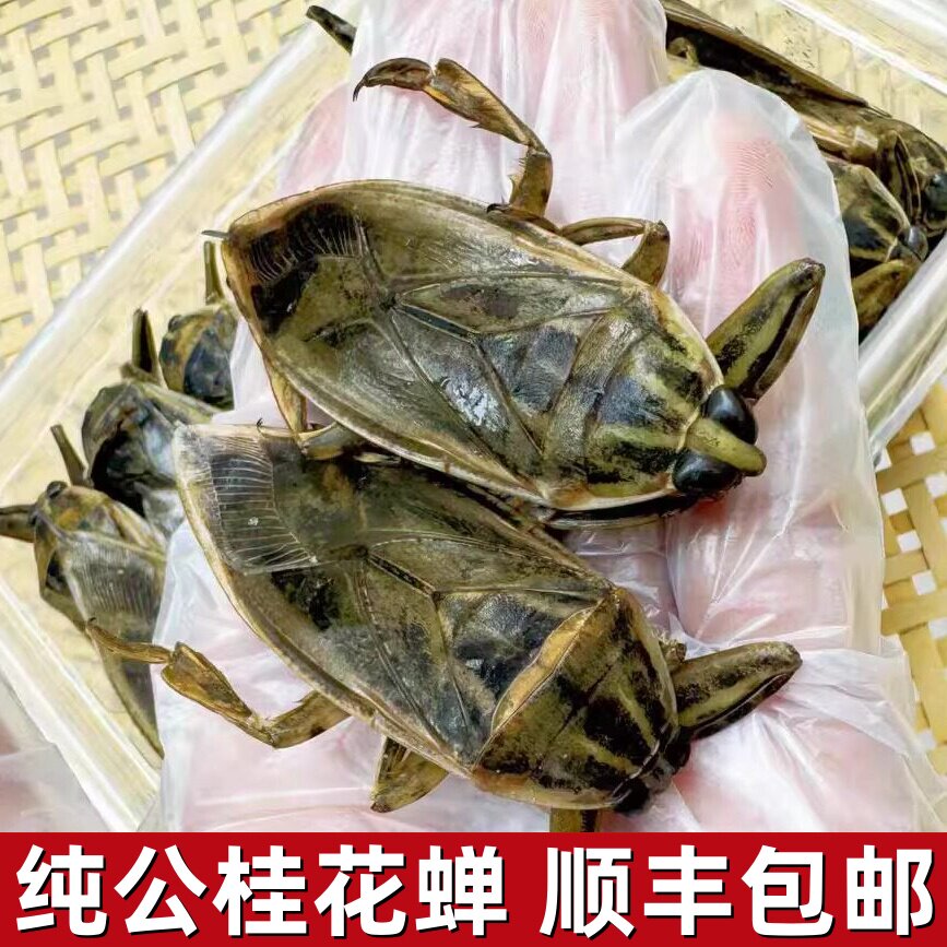 大桂花蝉野生新鲜速冻冷冻水蟑螂特色干货及养生干料