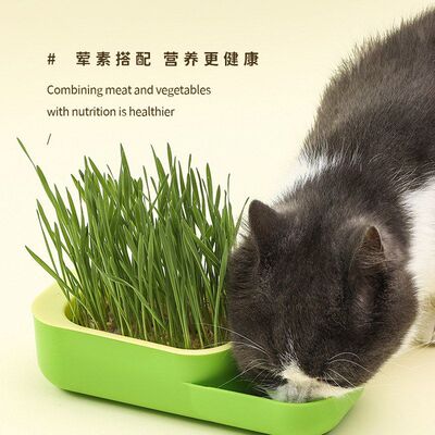 圣洁新款猫咪零食猫薄荷种植无土水培撞色两用套装猫草盒食盆