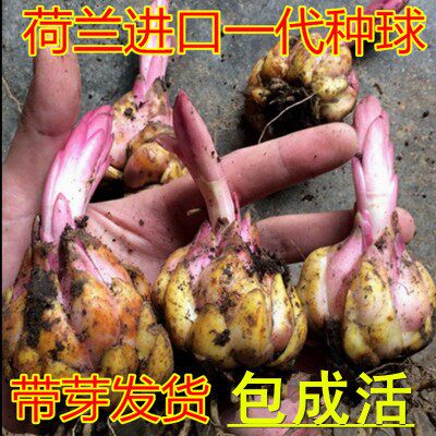 进口香水百合花种球带芽大球香雪兰种子四季花卉植物室内水培水仙