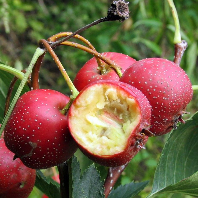 山楂树活苗无籽甜大山楂树苗当年结果盆栽地栽嫁接苹果树苗梨树苗