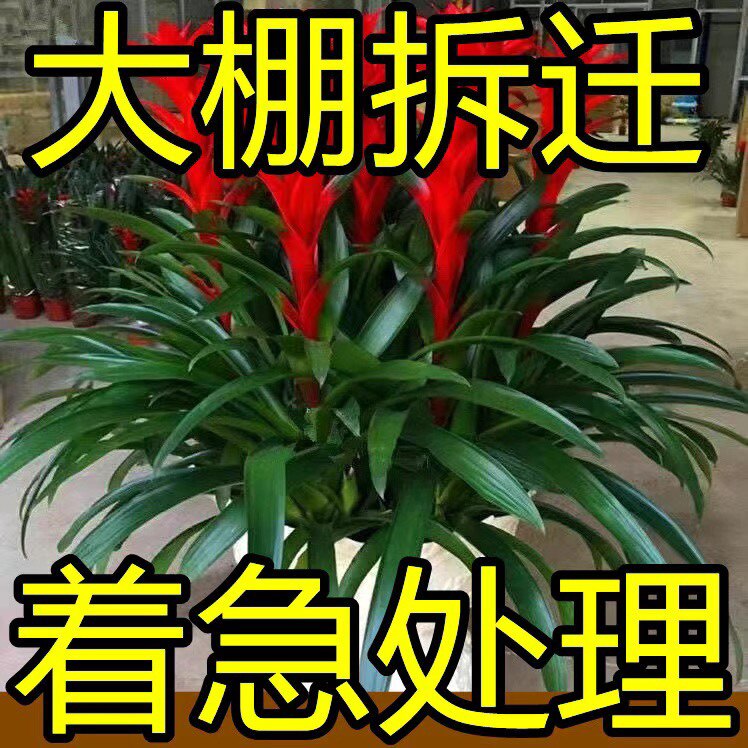 鸿运当头盆栽植物凤梨花苗水培花卉鲜花红星凤梨绿花植物水养室内