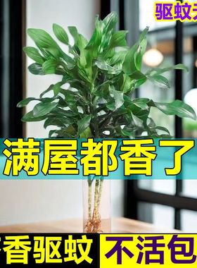 螺纹铁水培发财富贵竹四季常青室内水养植物客厅绿色净化空气盆栽