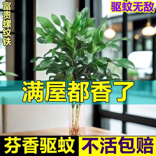 螺纹铁水培发财富贵竹四季常青室内水养植物客厅绿色净化空气盆栽