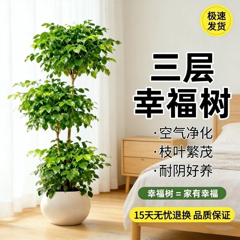 幸福树盆栽室内客厅大型绿植办公室植物四季常青乔迁开业送礼盆景