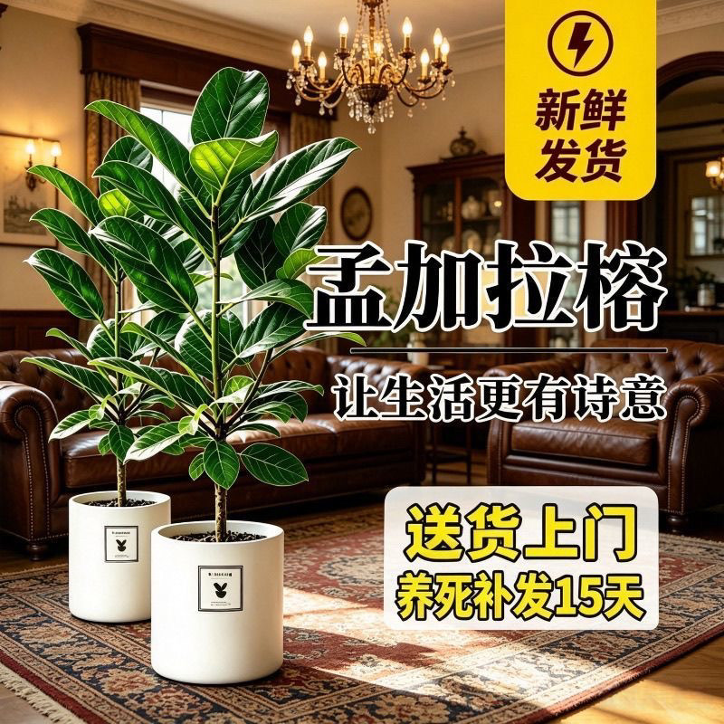 孟加拉榕树盆栽大型绿植办公室绿植家用盆景客厅前台阳台室内盆栽