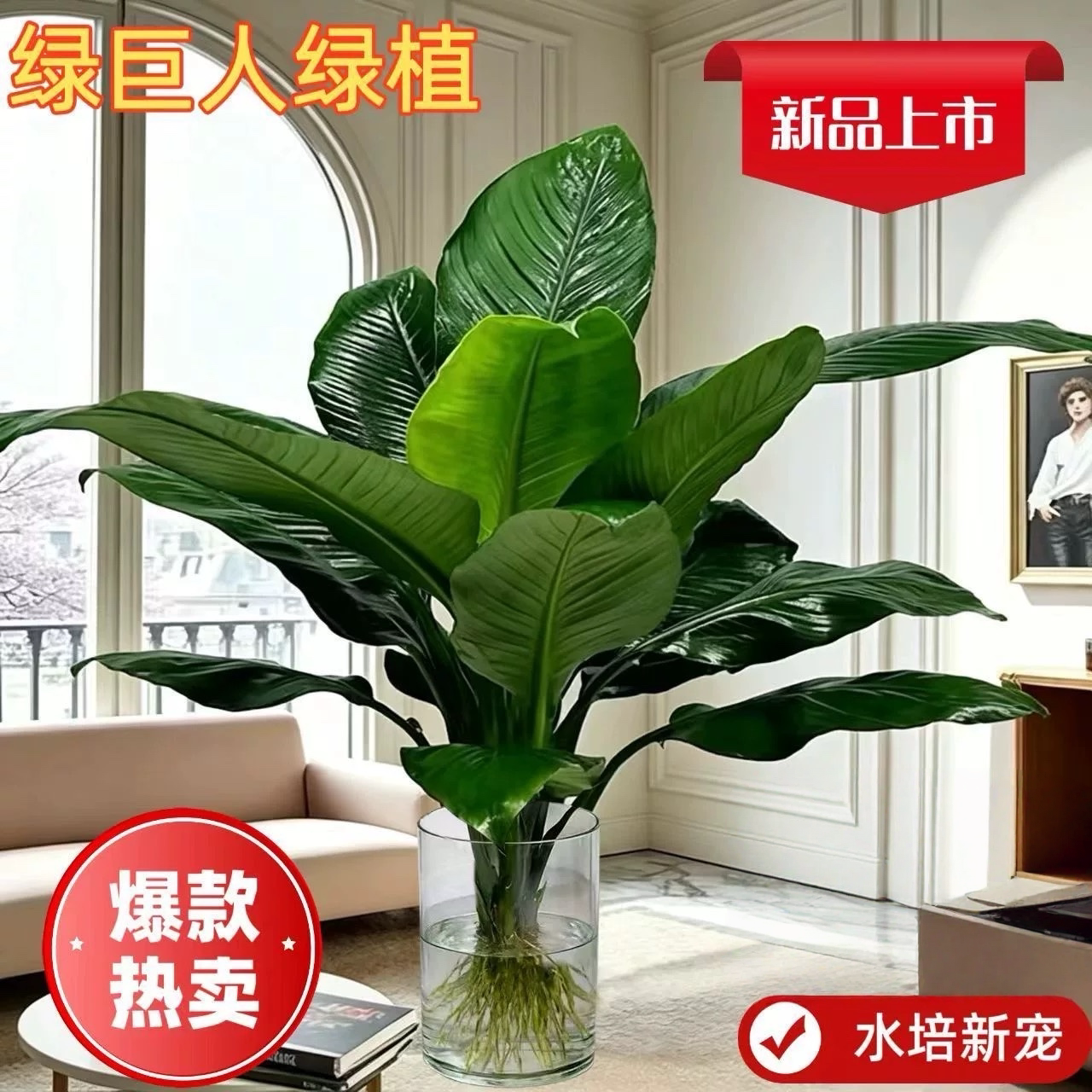 【绿巨人水培】室内盆栽网红植物万年青净化空气绿萝客厅水养绿植