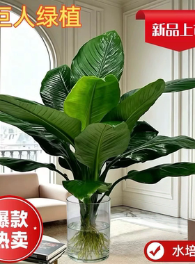 【绿巨人水培】室内盆栽网红植物万年青净化空气绿萝客厅水养绿植