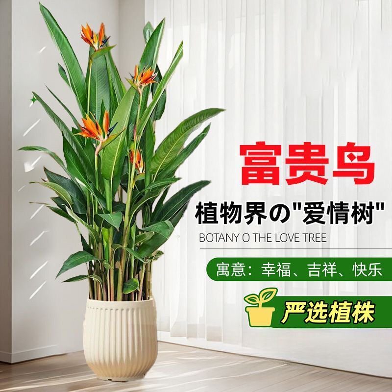 带花苞富贵鸟客厅适合摆放的室内花卉绿植盆栽卧室好养鹤望兰送礼