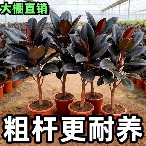 橡皮树黑金刚盆栽花盆栽客厅室内高大叶南北方常青绿植物净化空气