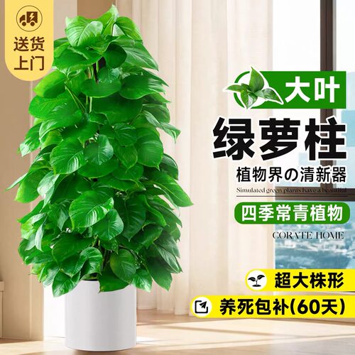 大叶绿萝柱客厅大盆栽室内大型绿植新房除甲醛净化空气植物好养活