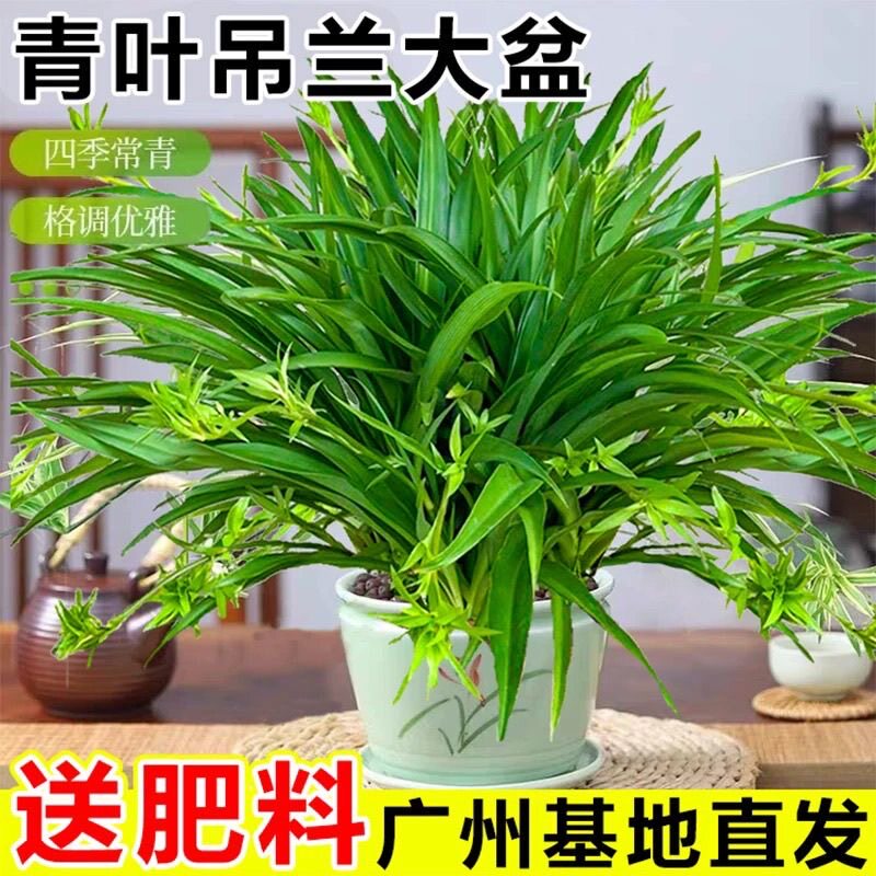青叶吊兰盆栽大盆金边吊兰垂吊带藤室内办公室绿植净化空气吸甲醛