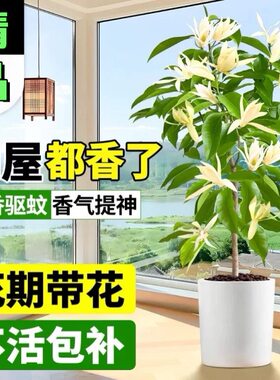 矮种白玉兰黄角兰盆栽四季开花带花苞大型兰苗浓香型阳台庭院植物
