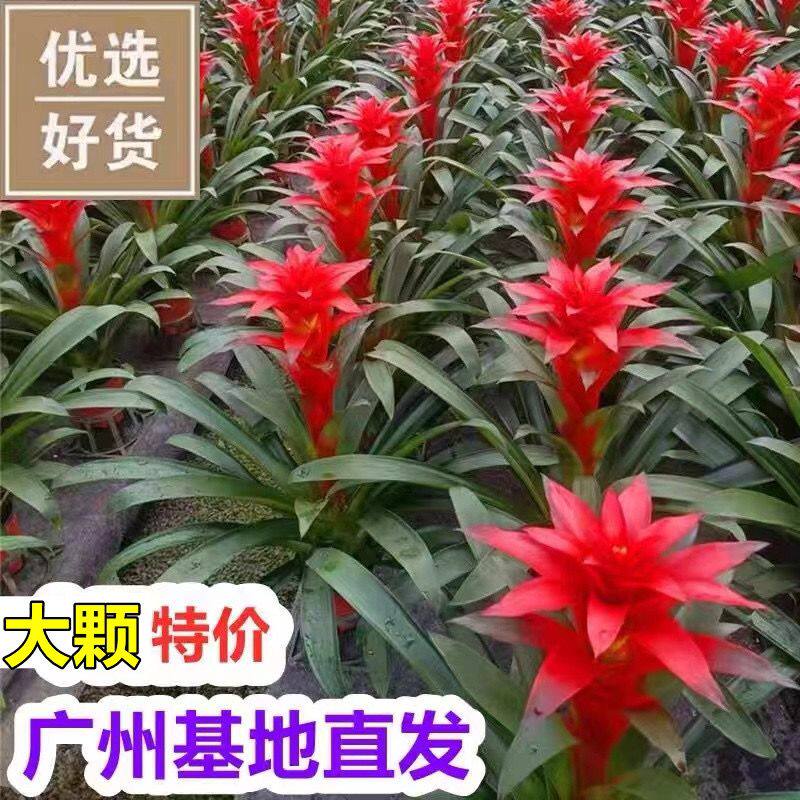 鸿运当头盆栽植物凤梨客厅水培花卉鲜花红星凤梨绿花植物水养室内