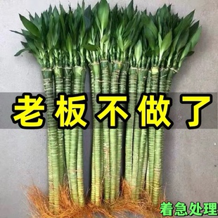 带根文昌竹龙竹观音竹转运竹富贵竹绿植水养客厅室内盆栽水培植物