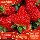 顺丰大凉山新鲜露天奶油草莓现摘现发酸甜应季 水果可做糖葫芦