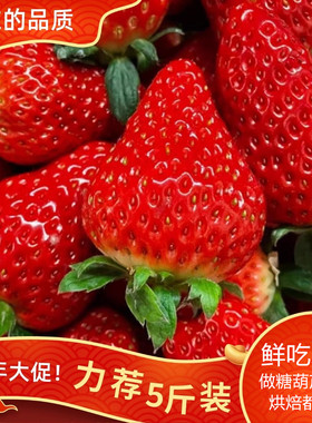 顺丰大凉山新鲜露天奶油草莓现摘现发酸甜应季水果可做糖葫芦