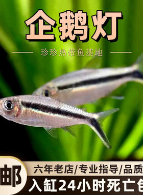 企鹅灯鱼拐棍灯鱼活体好养群游